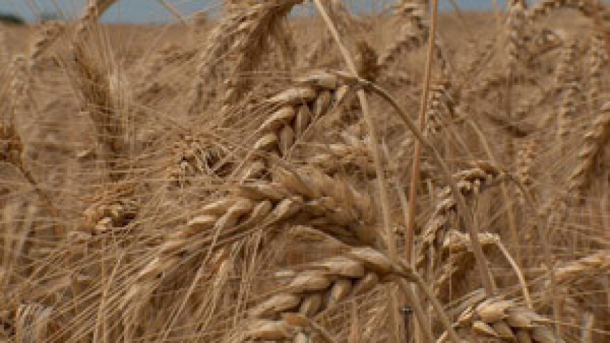 Tavanuša će uništiti hrvatsku poljoprivredu