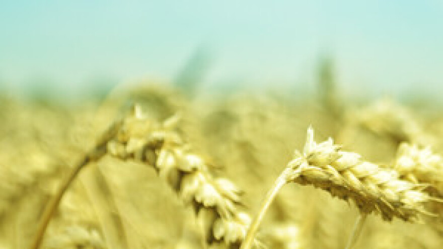 Počela proljetna sjetva - najisplativija pšenica