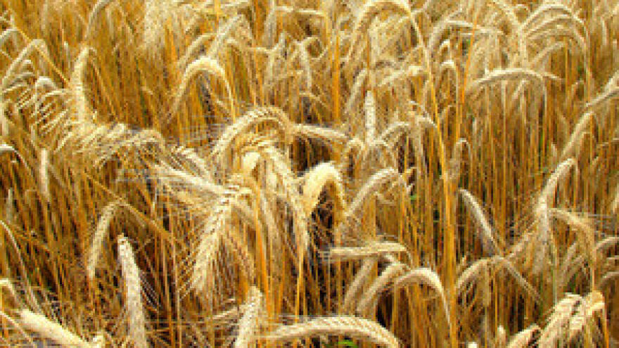 Hrvatskoj prijeti nestašica pšenice