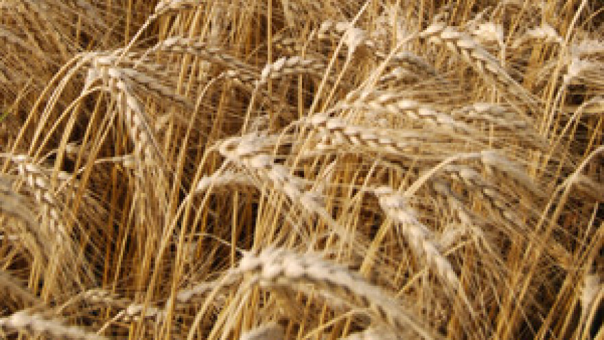 Poljoprivrednici će tražiti 2,40 kuna za kilogram pšenice