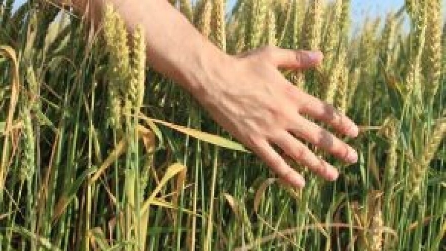 Potražnja za pšenicom u porastu