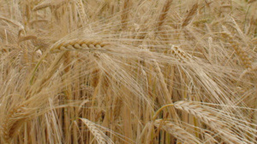 Pšenica prerano isklasala