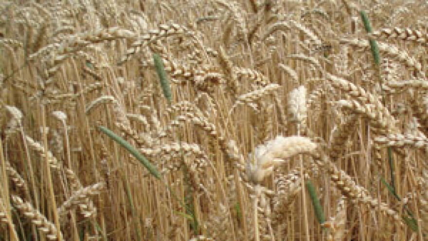 Ratari traže 2,40 kuna za kilogram pšenice