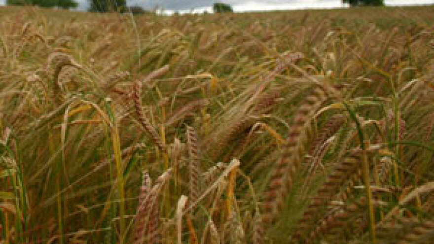 Hrvatska ima najskuplju pšenicu u Europi