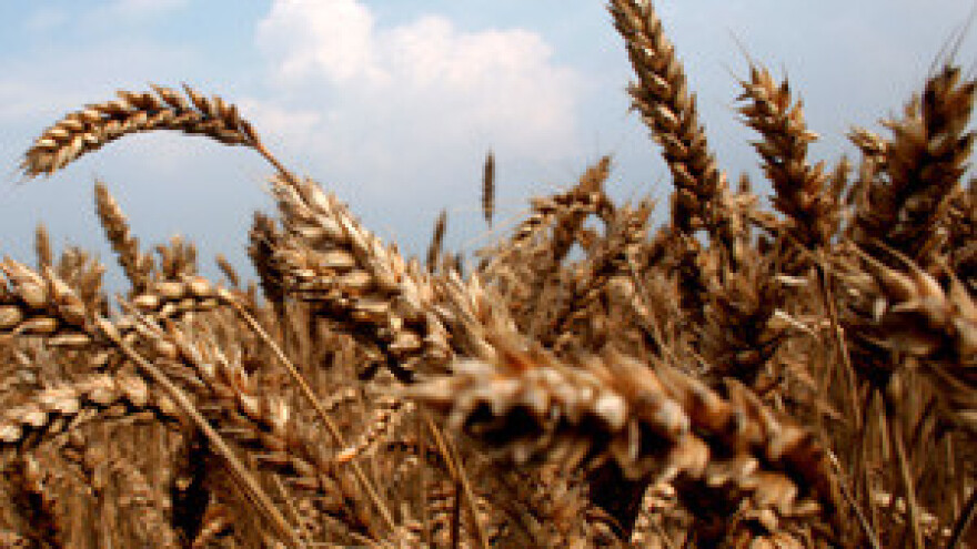 Cijene pšenice lete u nebo