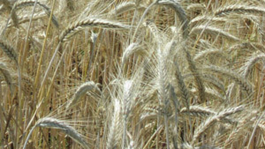 Rastu cijene hrane, ali i otkupa