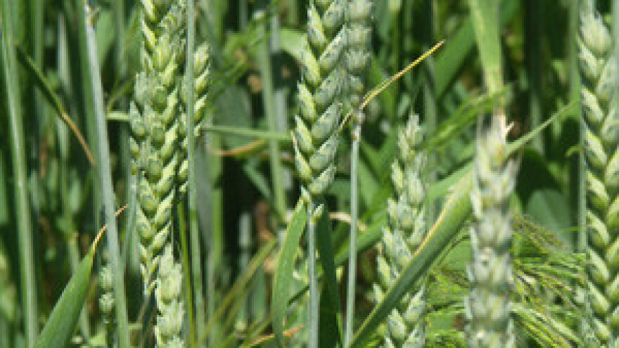 Prijeti nestašica pšenice!