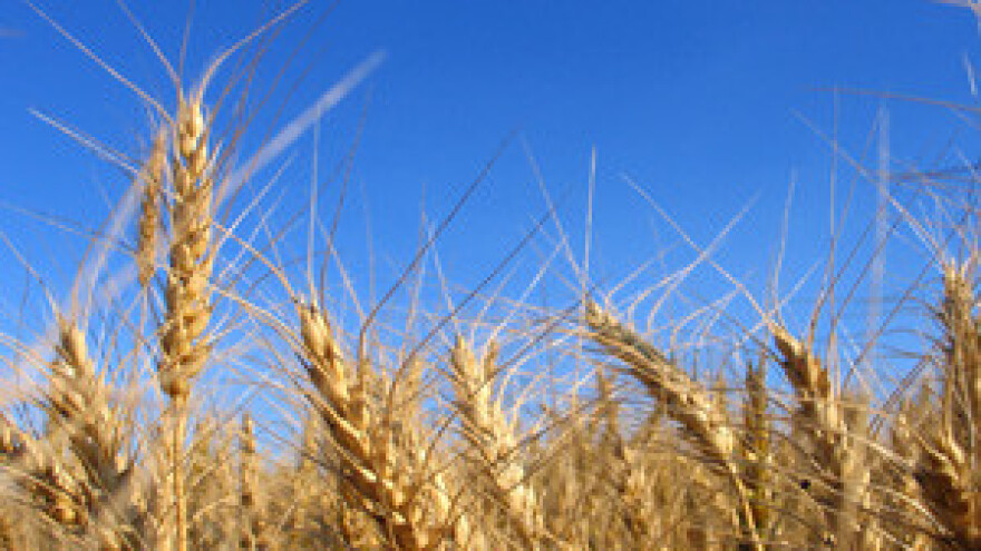 Ratari traže sigurne silose i slobodan izvoz pšenice