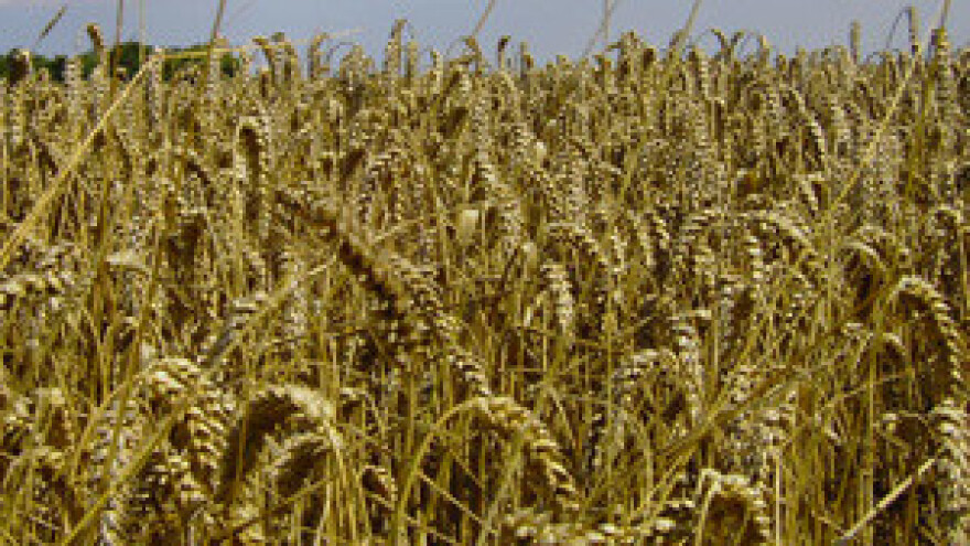 Ratari traže licencirane silose