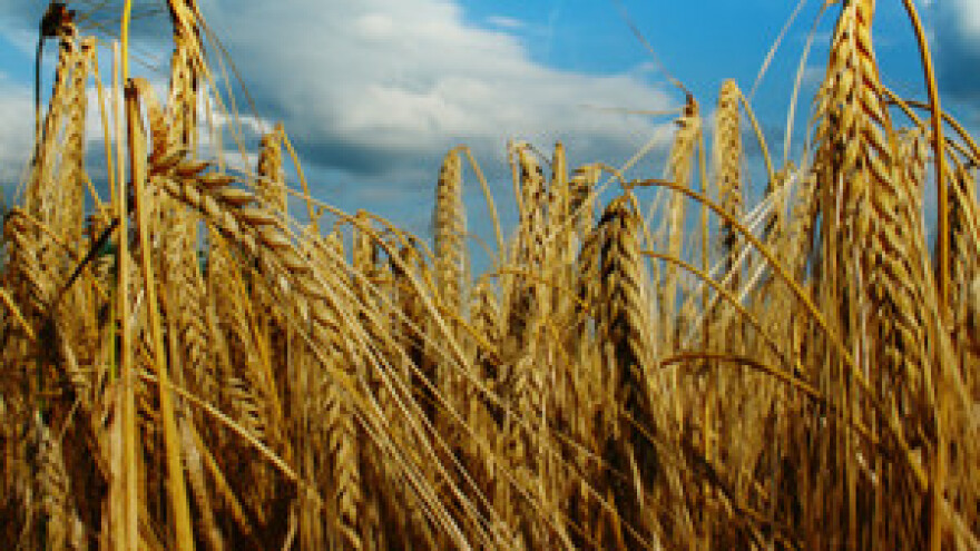 Očekuje se rekordna proizvodnja žitarica i visoke cijene