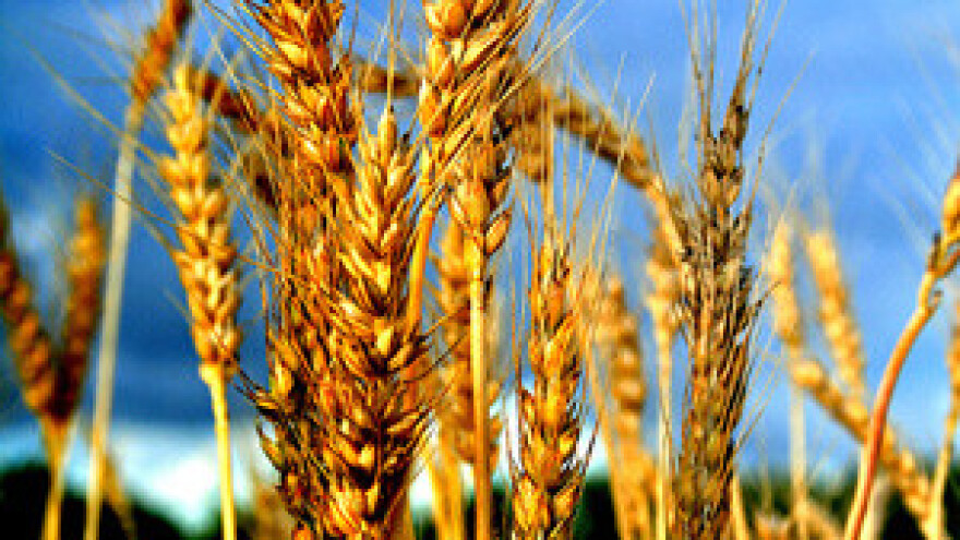 Grivičić: Pšenicu predajte u licencirane silose