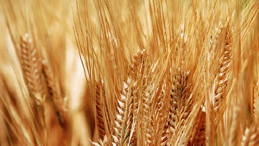 Žetva pšenice za desetak dana, cijena od 1,5 do 2 kune