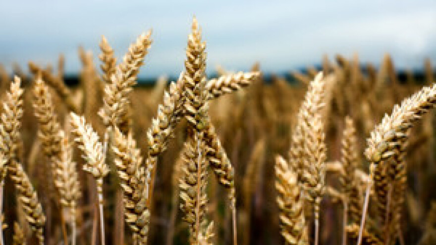 Otkupna cijena pšenice neće prelaziti 1,50 kn/kg