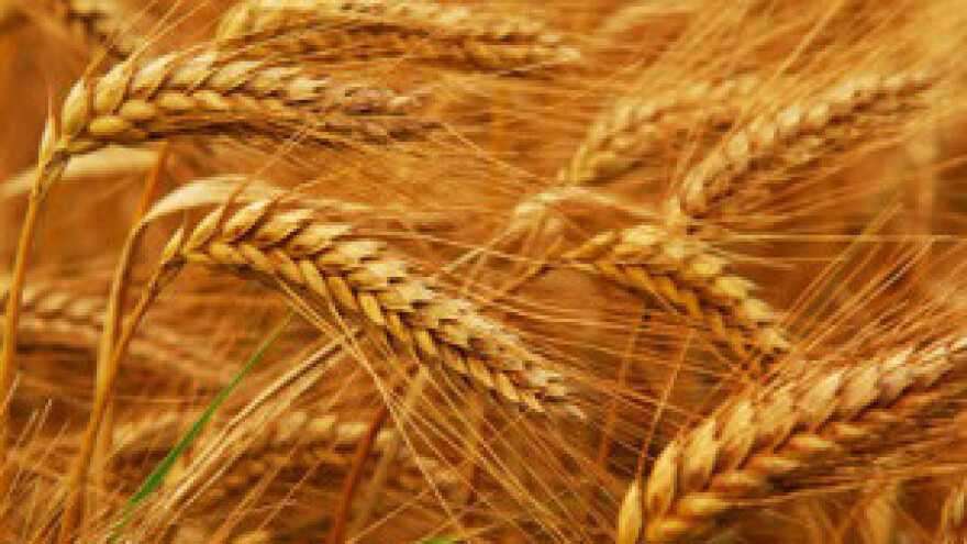 Rekordne cijene pšenice unatrag 20 godina
