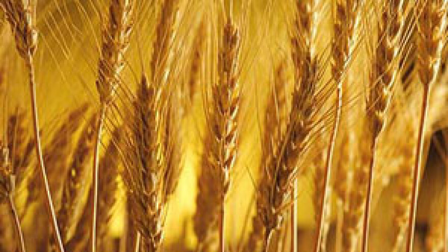 Ratari zahtijevaju bolju cijenu pšenice