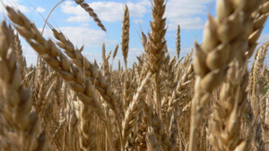 Trgovci pokušavaju srušiti cijenu pšenice