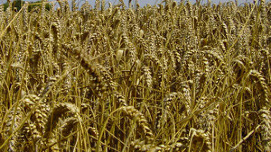 Površine pod pšenicom smanjene 14 posto