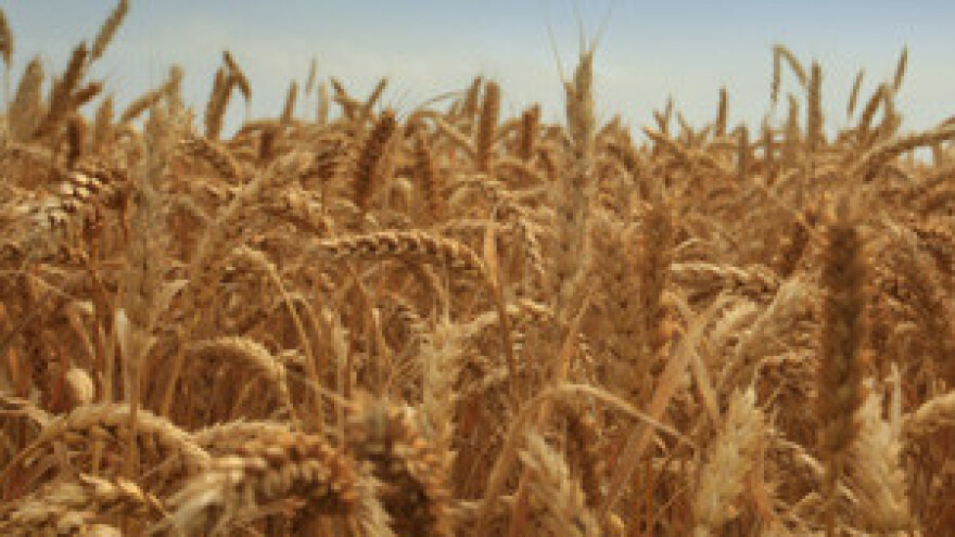 Žetva pšenice u Belju u punom jeku