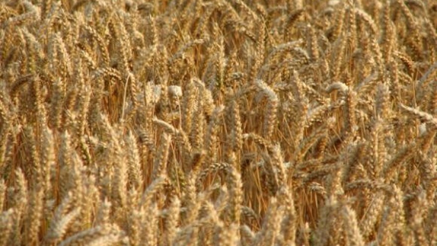 Dodatnih 15 lipa po kilogramu pšenice