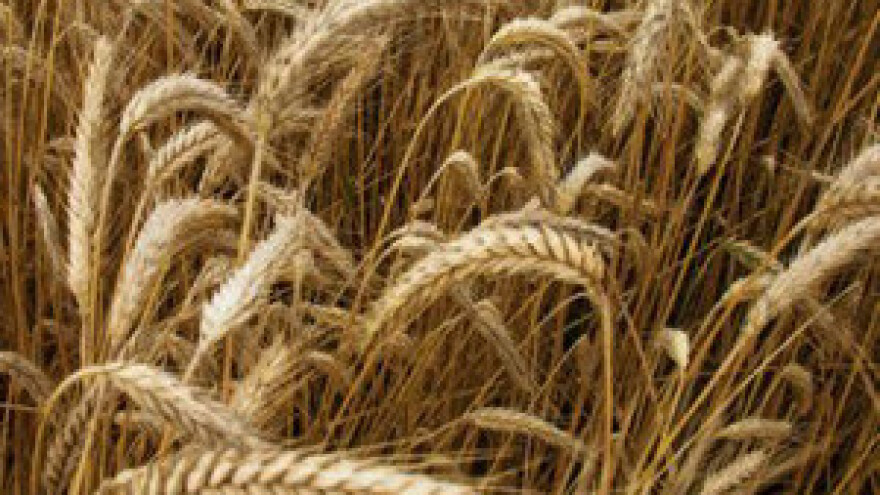 Za pšenicu 1,60 kn ili prosvjedi