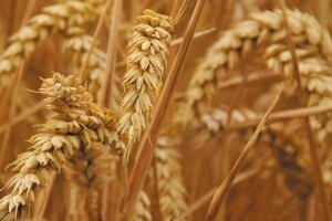 Slavonija Nova ponudila otkupnu cijenu od 1,35 kn/kg pšenice
