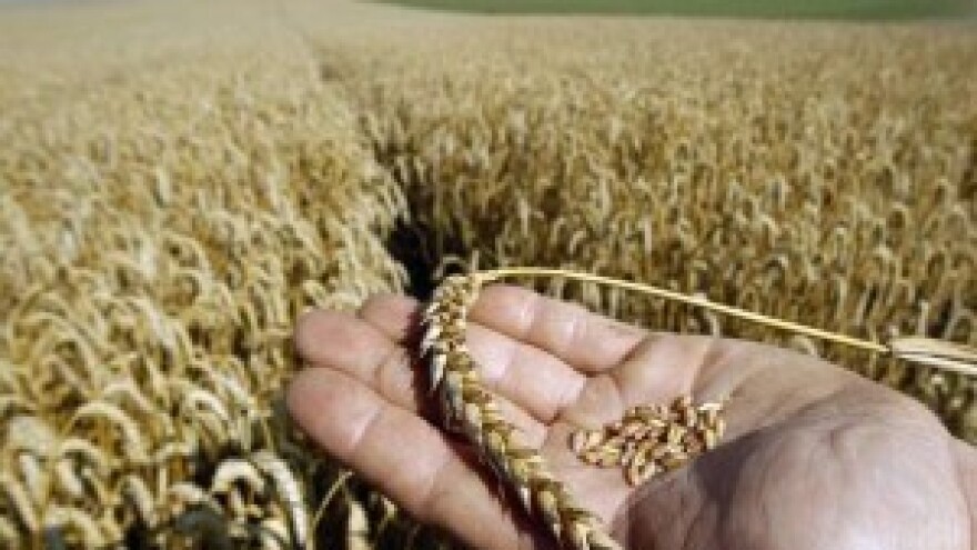 Završena žetva pšenice