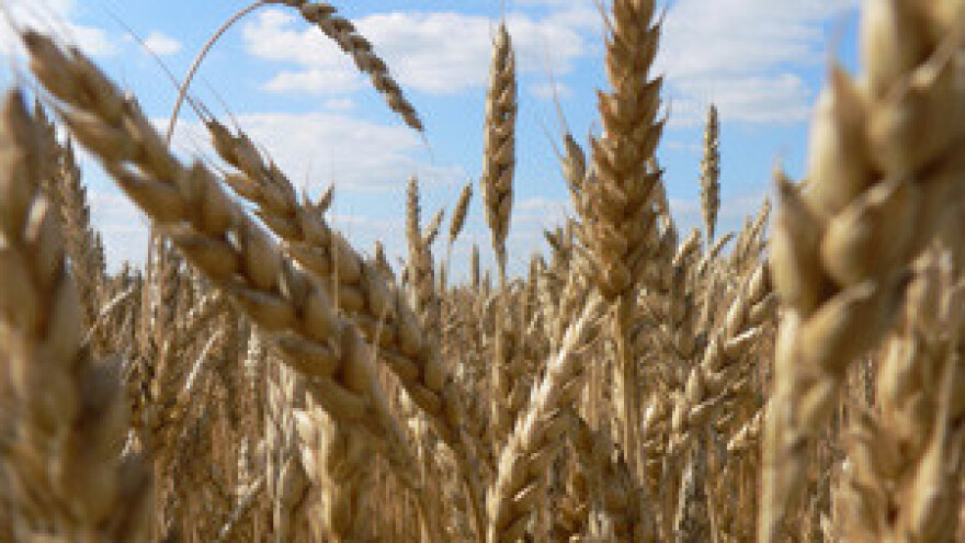 Jeftinije brašno, ali ne i kruh