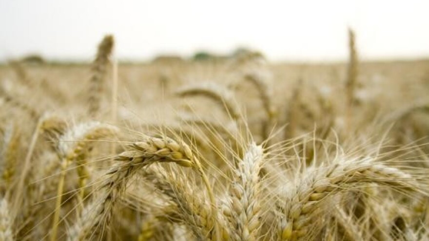 Ekološka proizvodnja u razvoju i s nizom dječjih bolesti