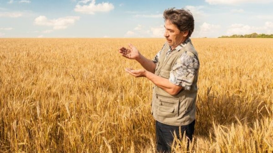 Sva će pšenica u stočnu hranu!