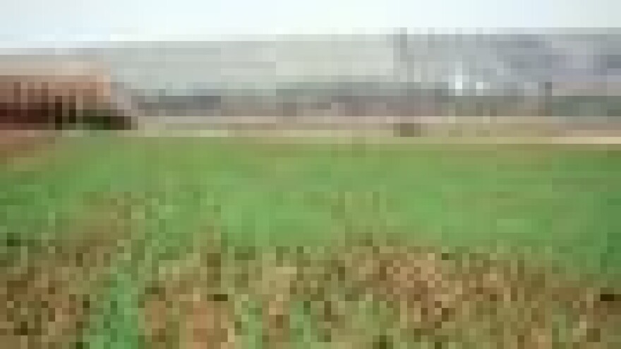 Obolijevanje pšenice