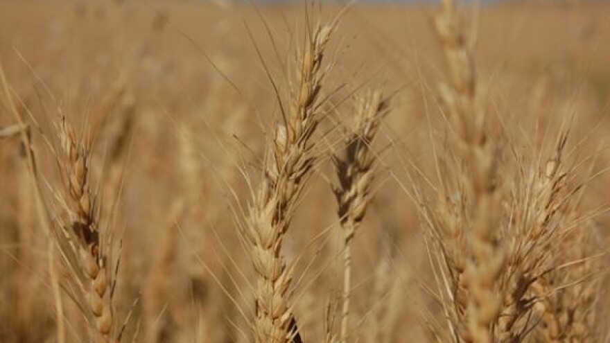 Prosvjed u Širokom Polju