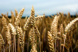 Napaćena biljka hrvatskog agrara