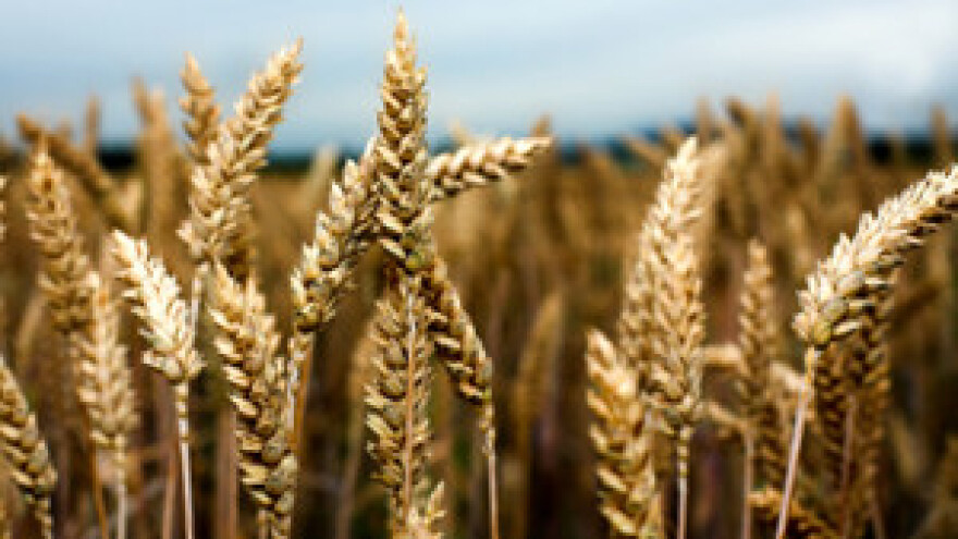 Napaćena biljka hrvatskog agrara