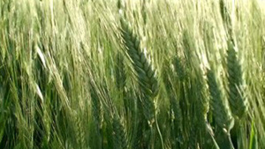 Proljetno suzbijanje korova u žitaricama