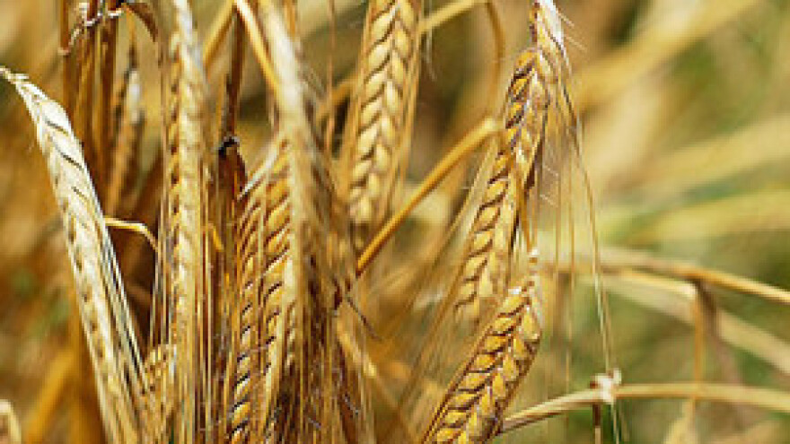 Pšenicom iz Robnih rezervi Vlada će namiriti poljoprivrednike?