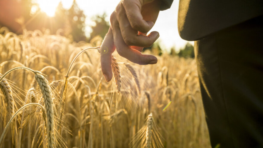 Hibridna pšenica na našim poljima