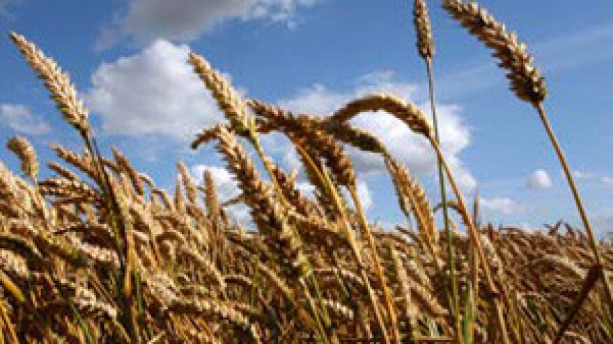 Cijena pšenice u godinu dana pala za 30 posto