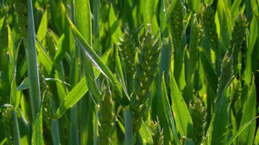 Suša ugrožava pšenicu