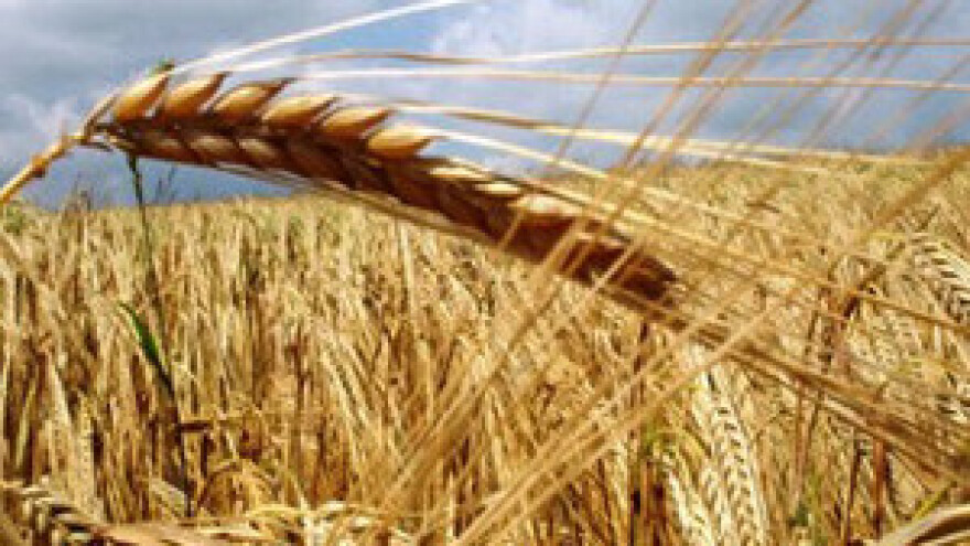 Zbog suše poskupjeti će hrana!