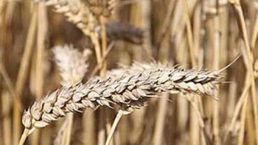 Raste cijena pšenice