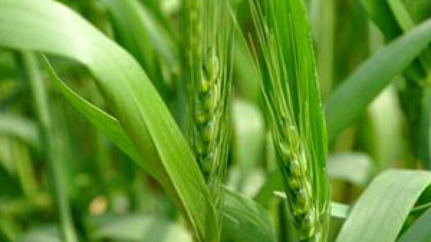 Fungicid u žitaricama