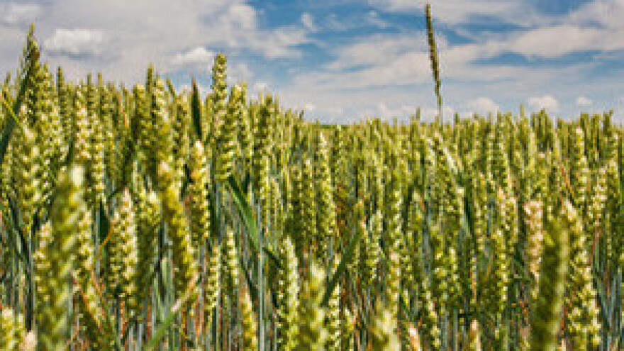 Ratari zadovoljni, pšenica se oporavila