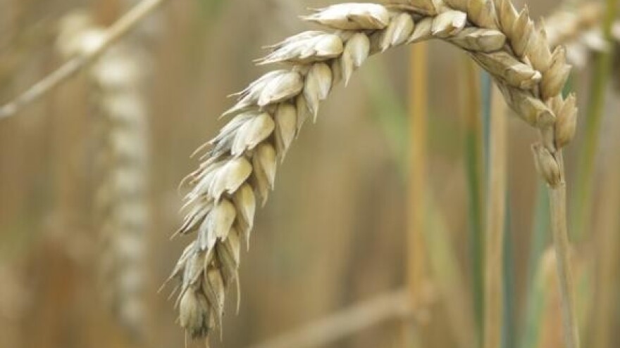 U silose zaprimljeno 14.515 tona zrna pšenice