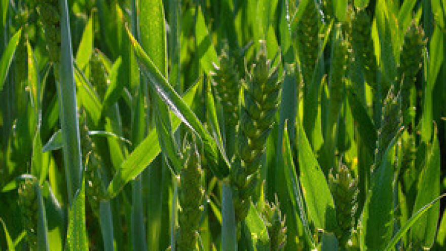 Zaštita žitarica od bolesti