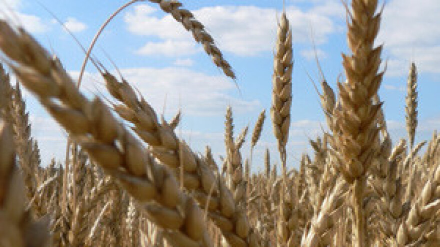 Imati ćemo višak pšenice, ali upitan izvoz