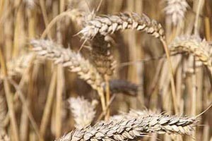 300 milijuna bespovratnih eura za poljoprivredu i ruralni razvoj