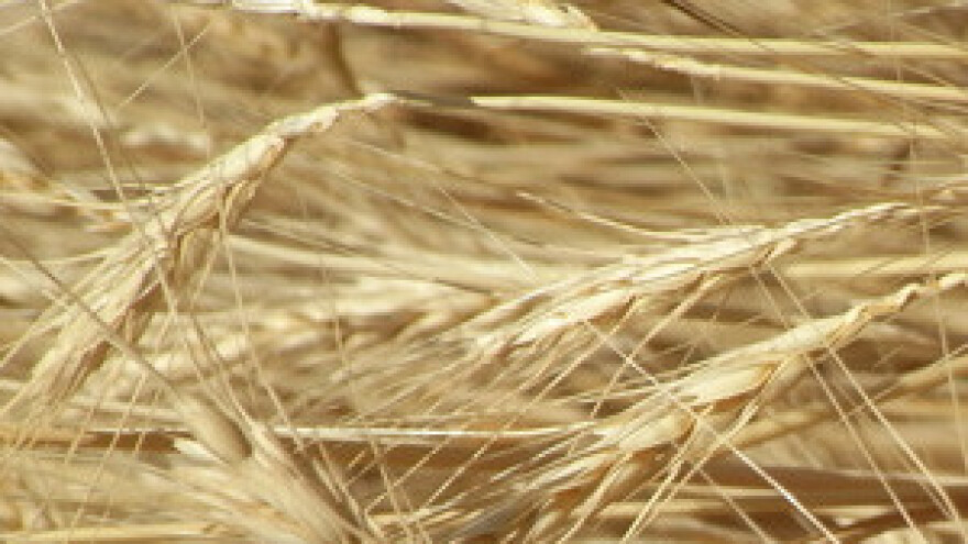 Održivom poljoprivredom iskorijeniti glad u svijetu