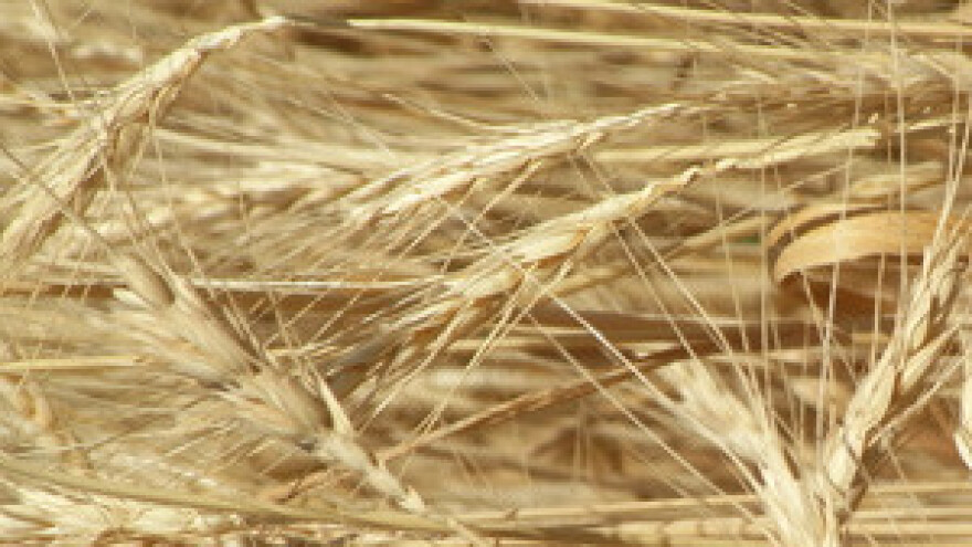 Komora traži za pšenicu 1,50 kn