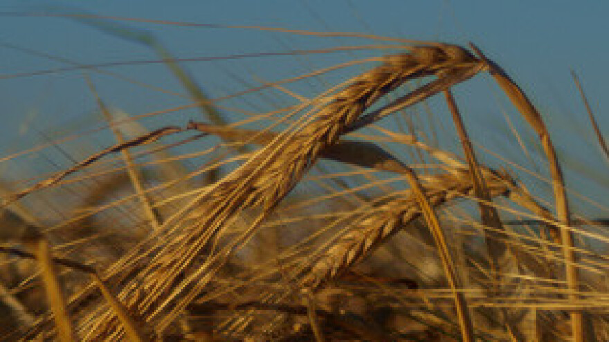 Zahvaljujući kiši biti će i viška pšenice