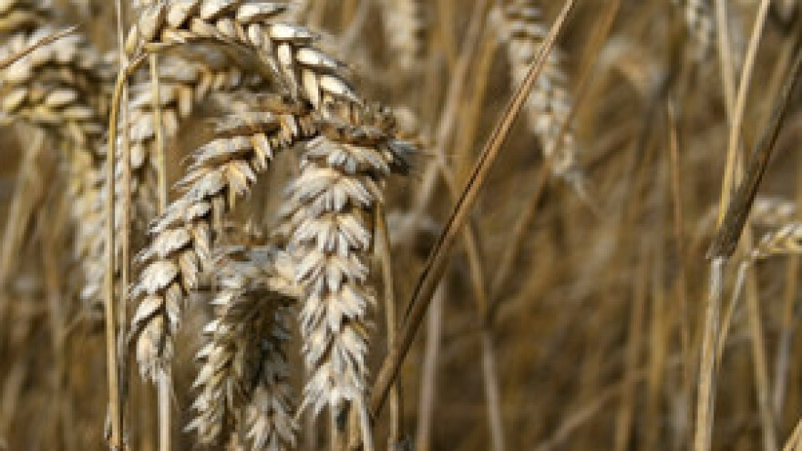 Radna verzija Zakona o zemlji zasjenila cijenu pšenice